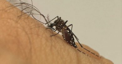 Casos de dengue seguem em alta e já atingem 201 municípios no Piauí; aumento de 734%