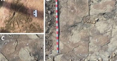 Artes rupestres são achadas junto de pegadas de dinossauros, em Sousa